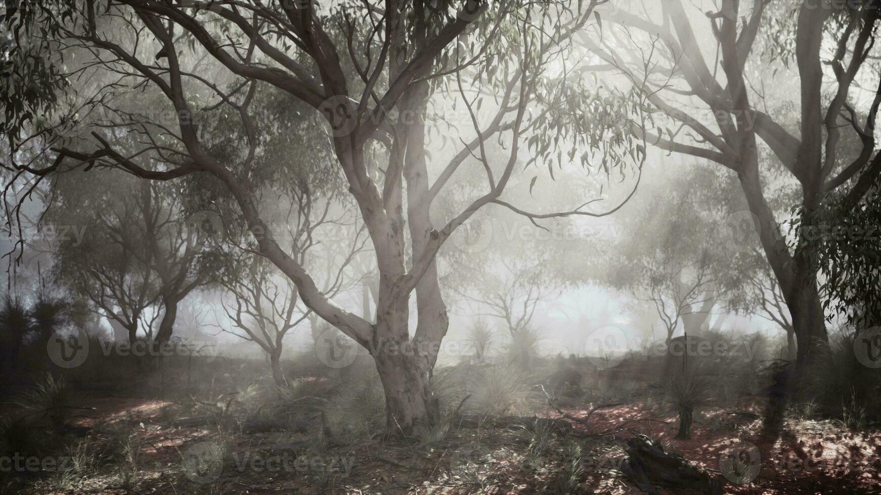 A misty forest with dense vegetation and towering trees photo