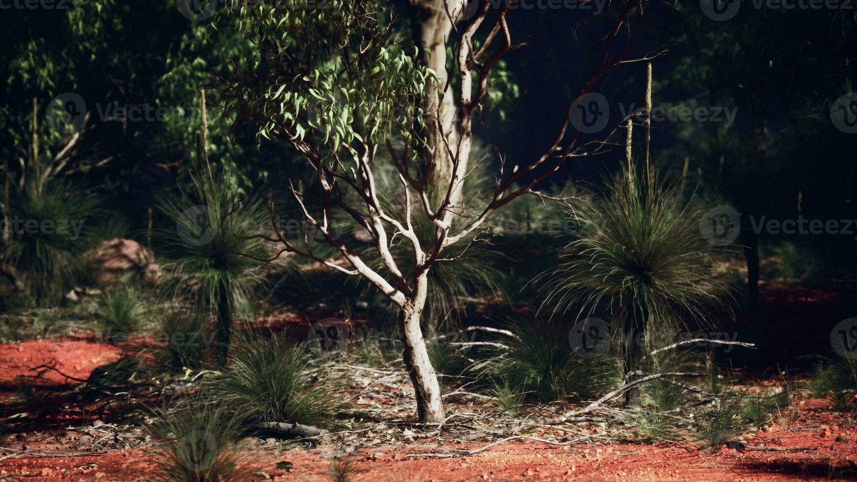 A solitary tree standing tall in the midst of a dense forest photo