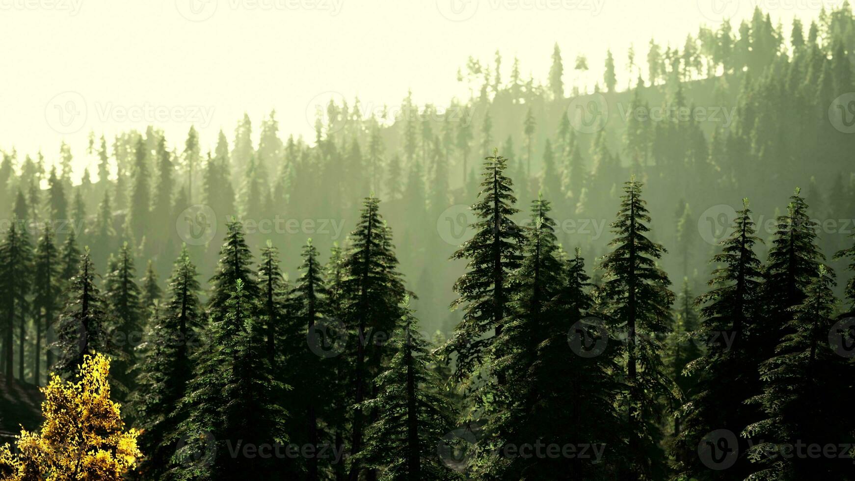A serene forest with a cluster of majestic pine trees standing tall photo