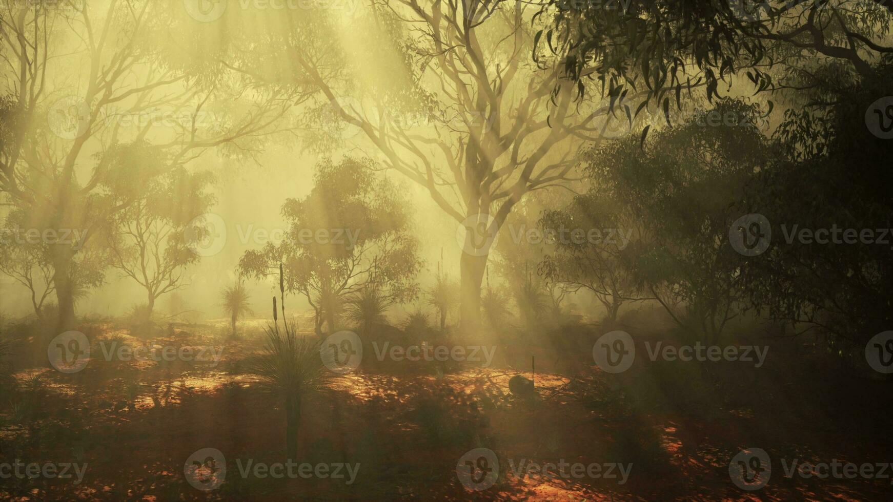 A dense and mysterious forest engulfed in a thick fog photo