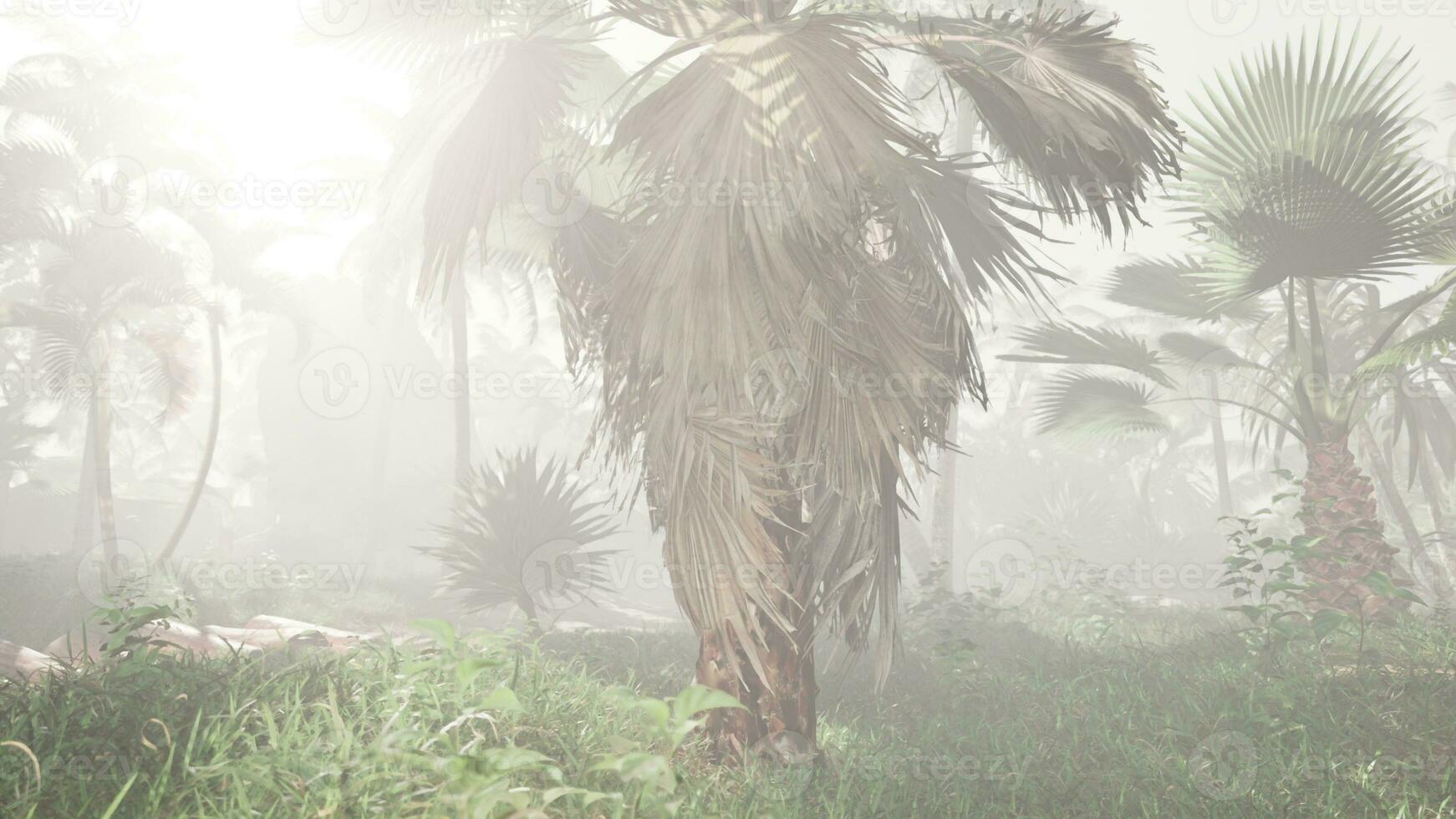 un palma árbol en el medio de un brumoso bosque foto