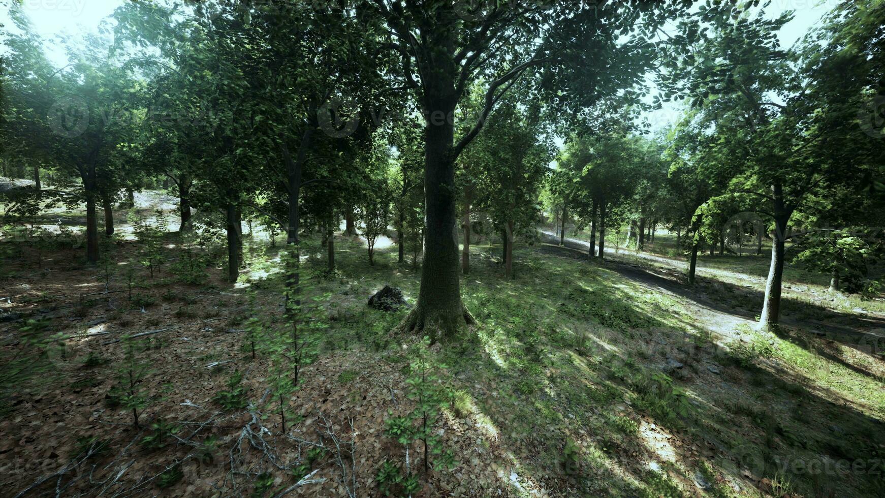 Sunlight filtering through trees in a serene forest photo