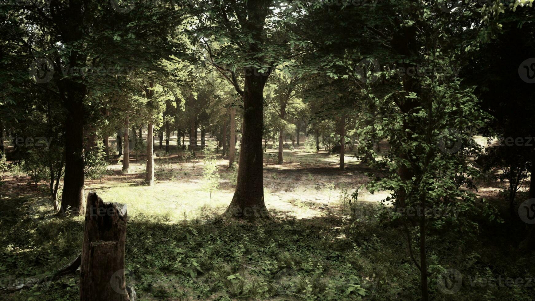 un lozano verde bosque lleno con arboles y vibrante césped foto