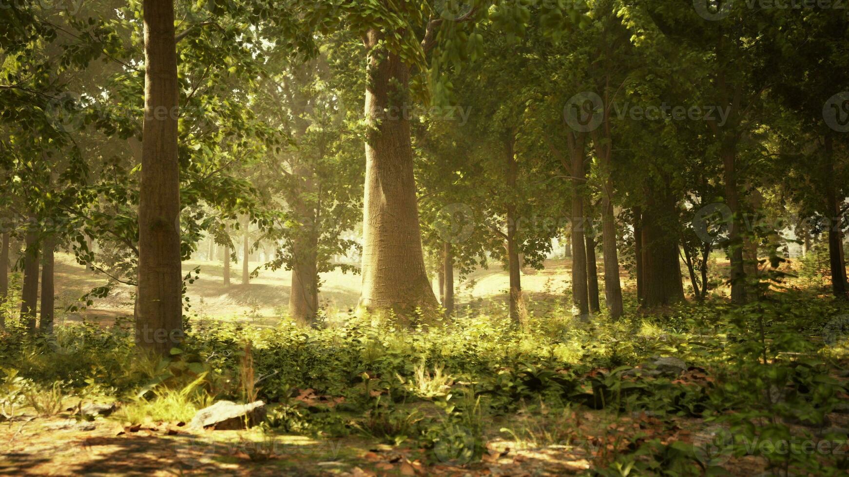 un lozano y vibrante bosque con imponente arboles y abundante césped foto