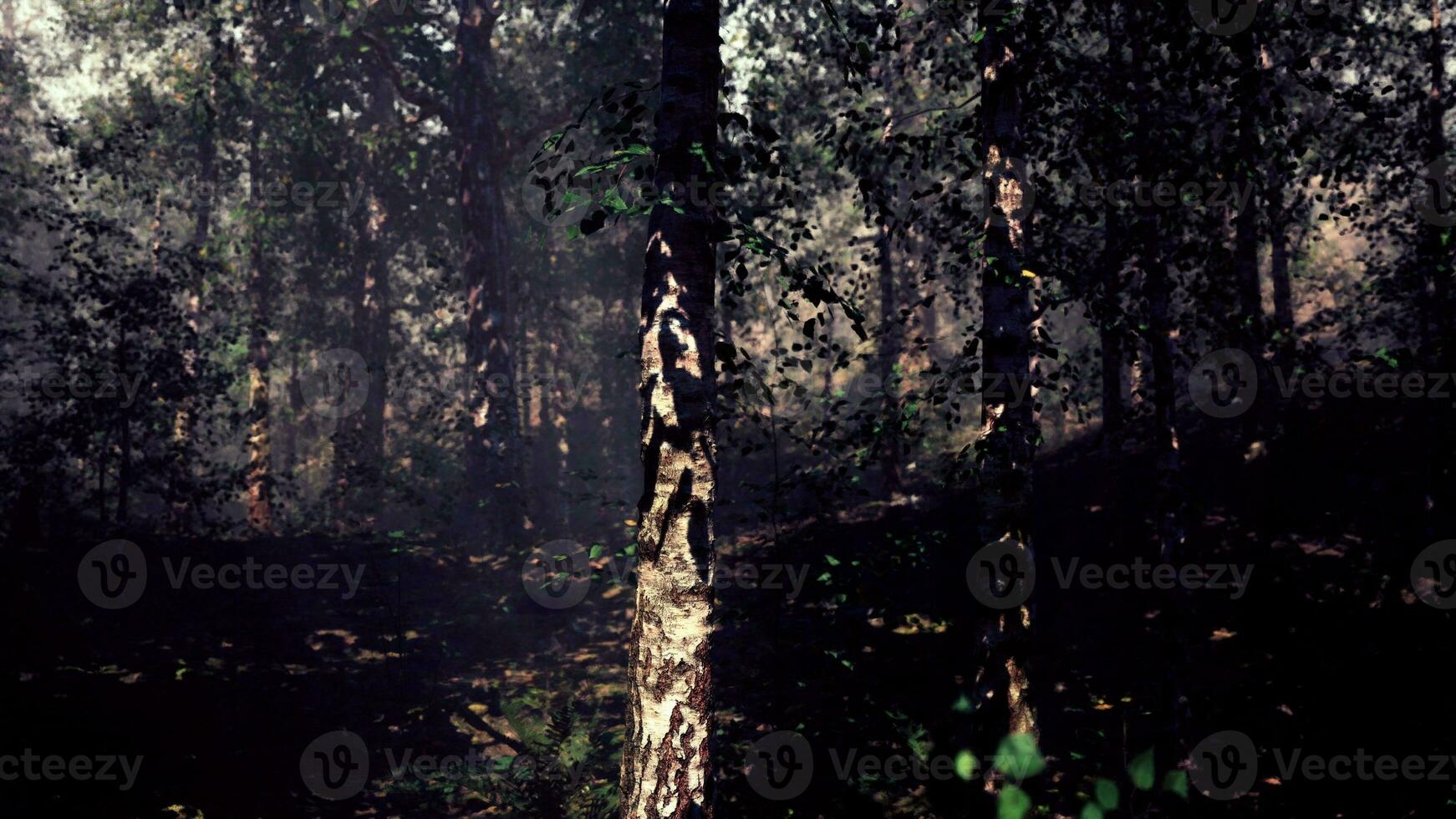 A group of trees in the middle of a forest photo