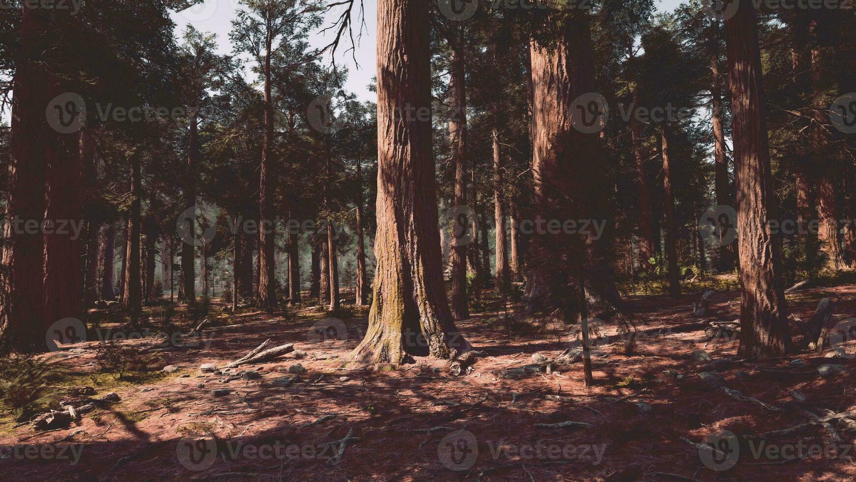 A dense forest with towering tree photo