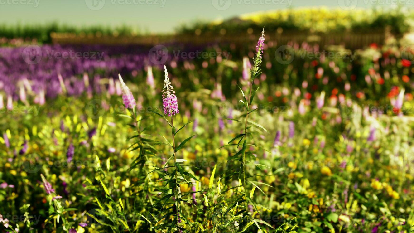 A vibrant field with a colorful array of purple and yellow flowers photo