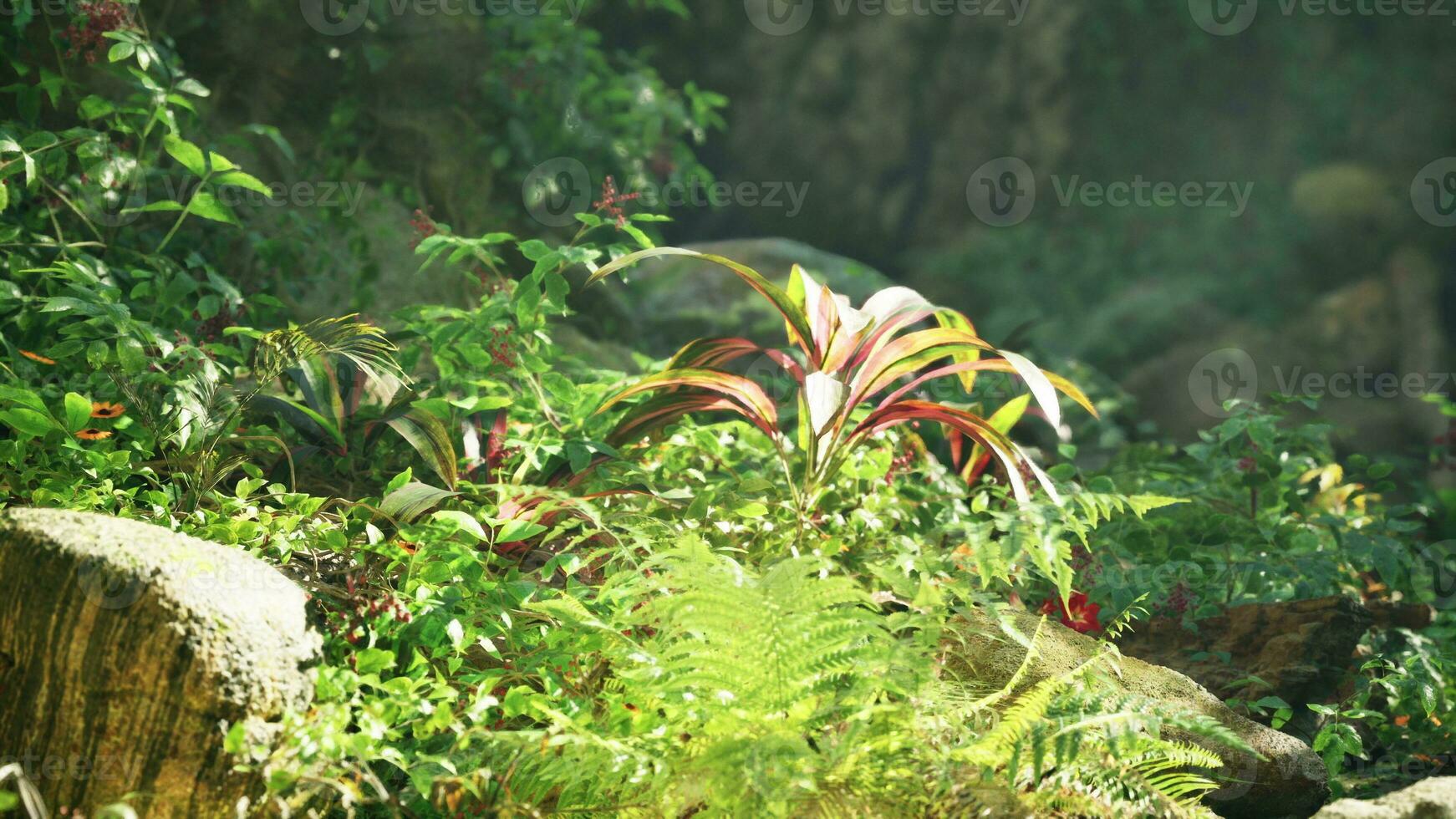 A lush green forest filled with lots of plants photo