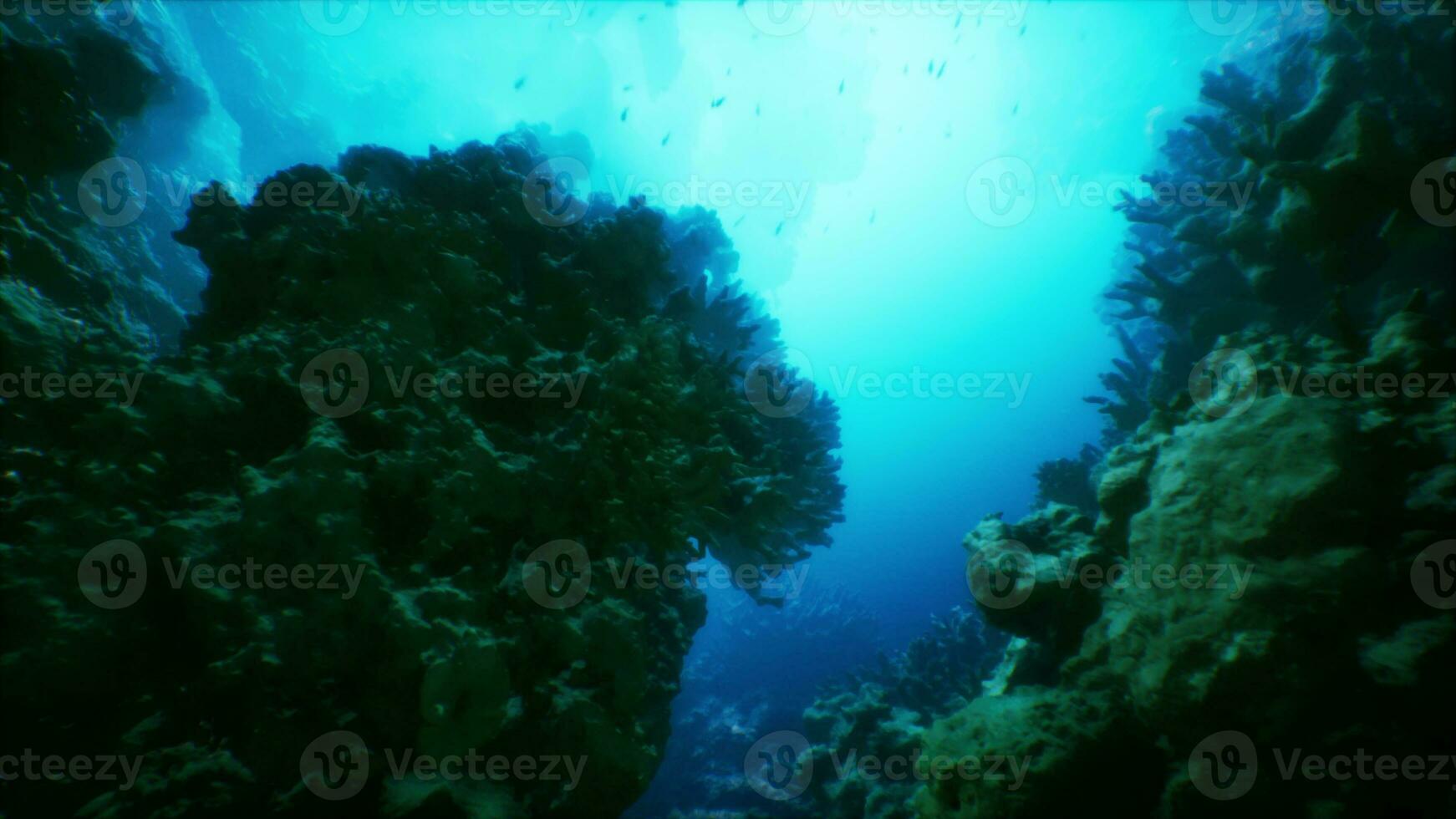 An underwater view of a coral reef with lots of fish photo