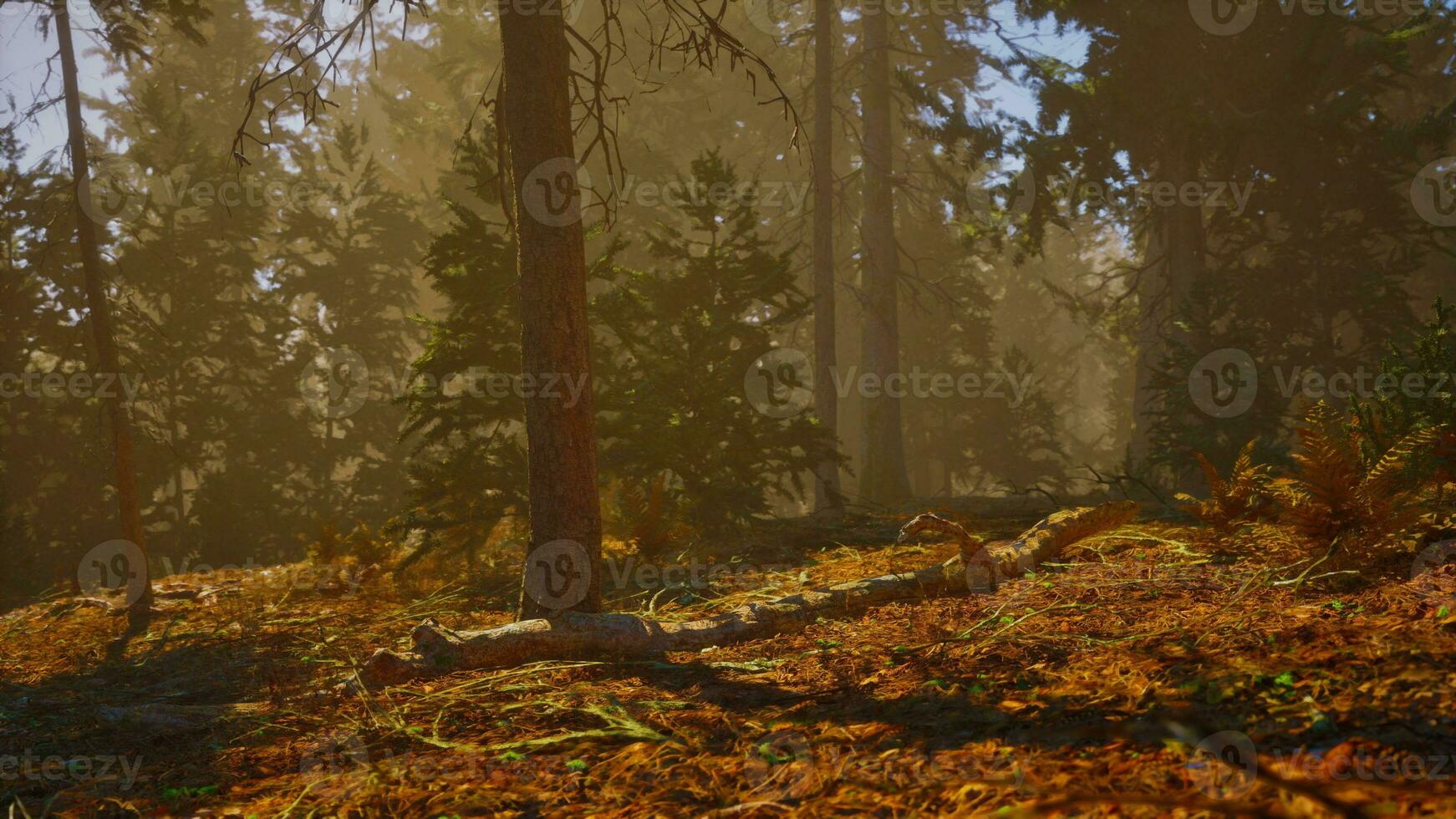 Sunlight entering autumn coniferous forest on a misty morning photo