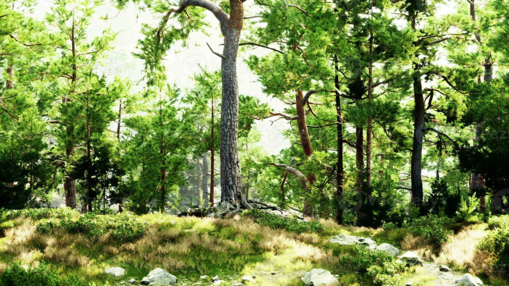 un sereno bosque paisaje con majestuoso arboles y rocoso terreno foto