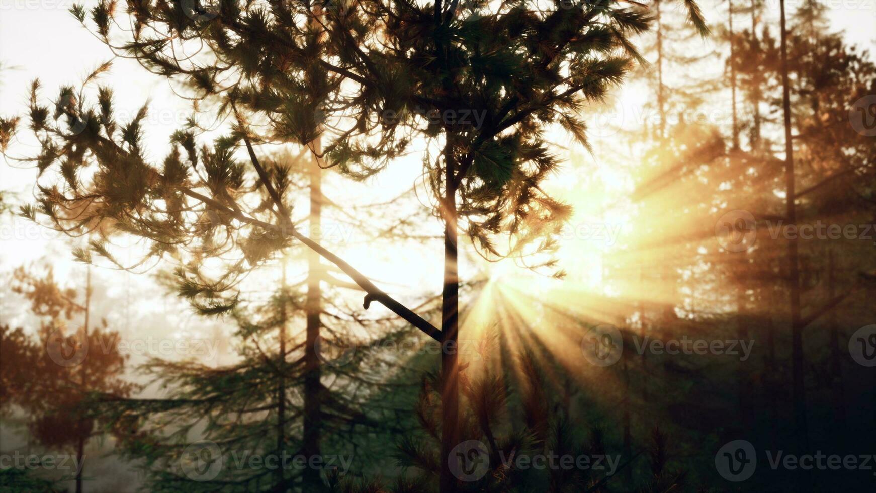 Sunbeams streaming through the pine trees photo