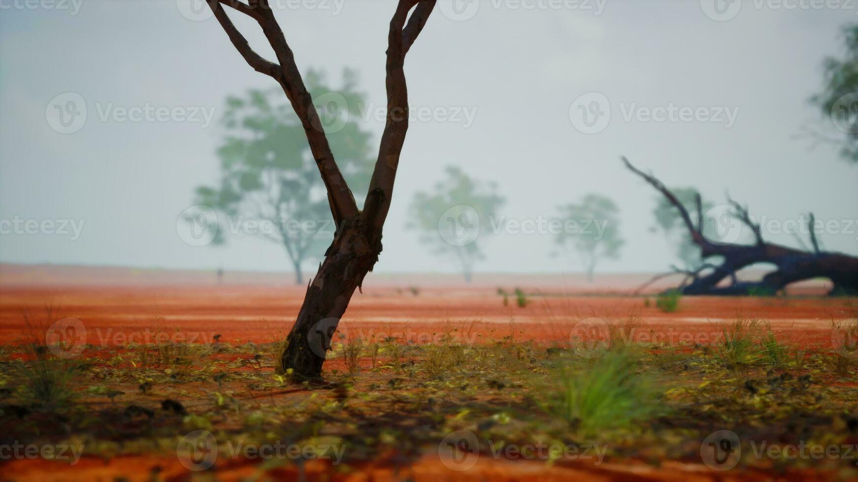 A solitary tree standing in an open field photo