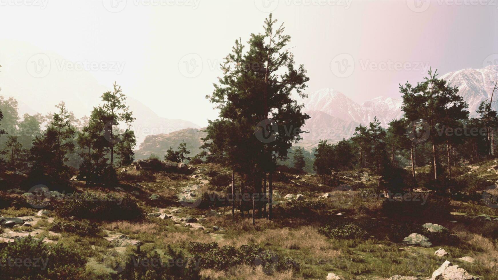 A serene grassy field with trees and rocks in the foreground photo