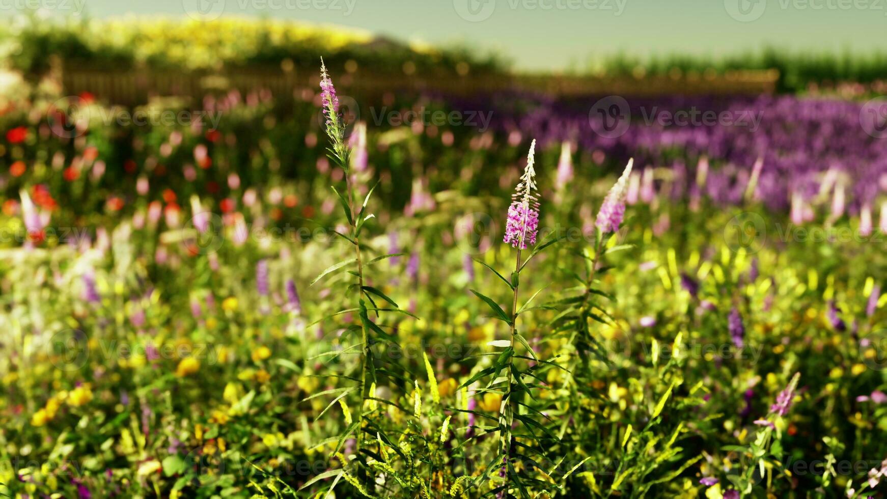 A vibrant field filled with colorful flowers photo