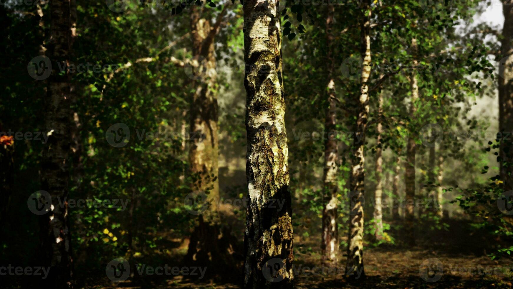 A dense birch forest with towering trees reaching towards the sky photo