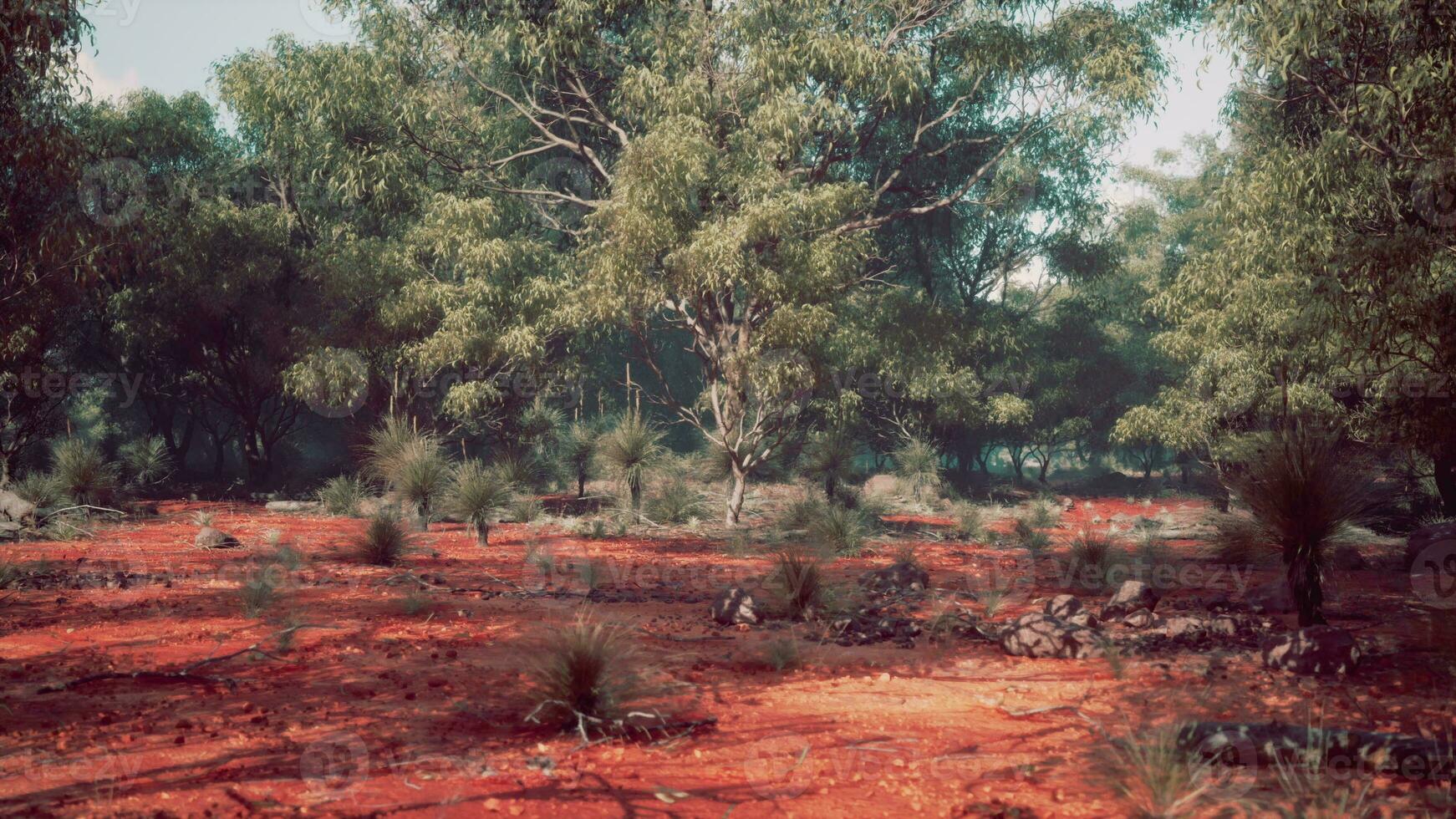 A serene landscape with trees in a rustic field photo