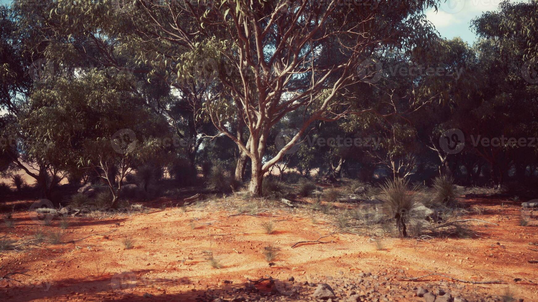 A serene natural landscape with trees in a rural setting photo