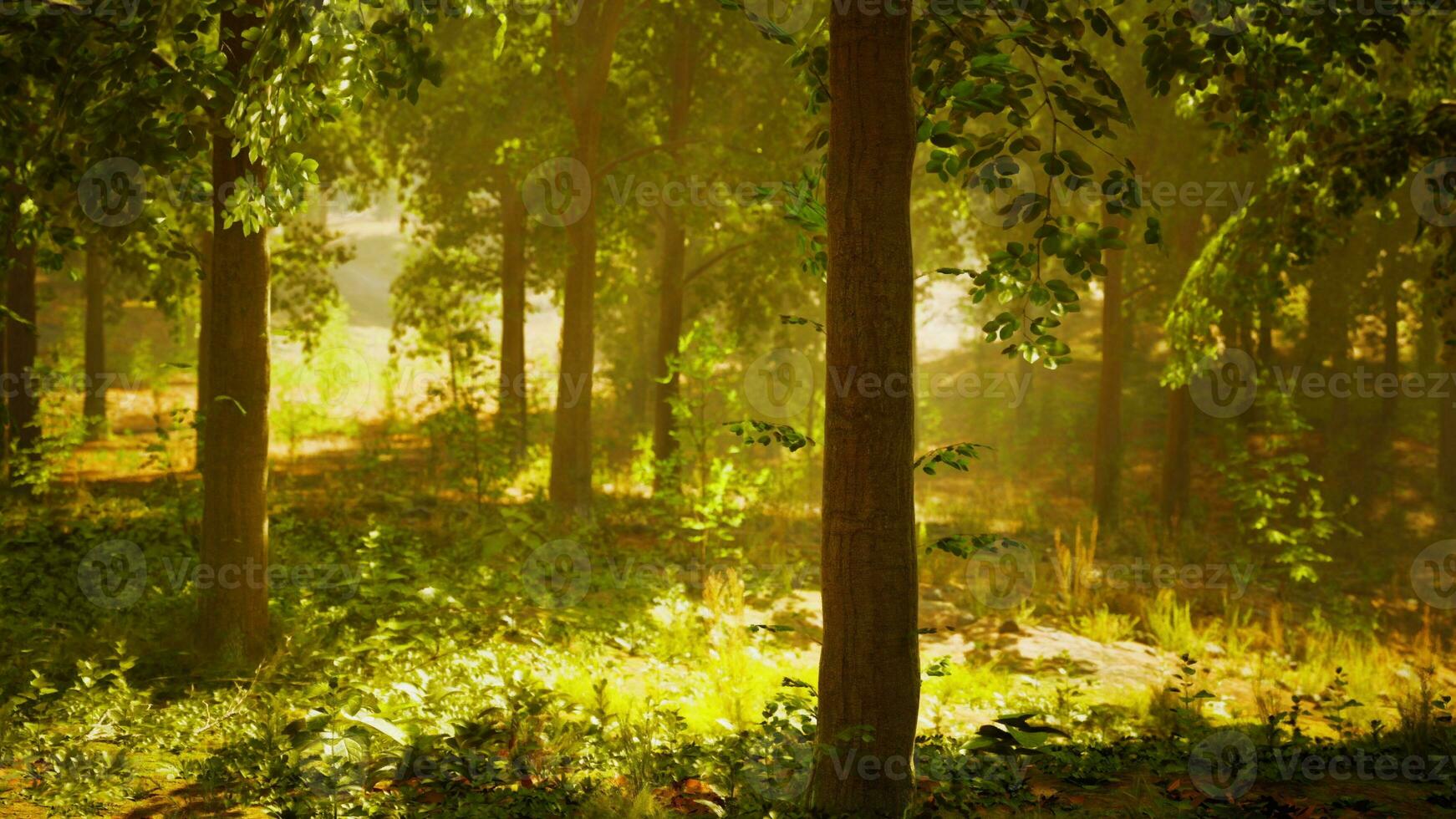 luz de sol transmisión mediante arboles en un sereno bosque foto