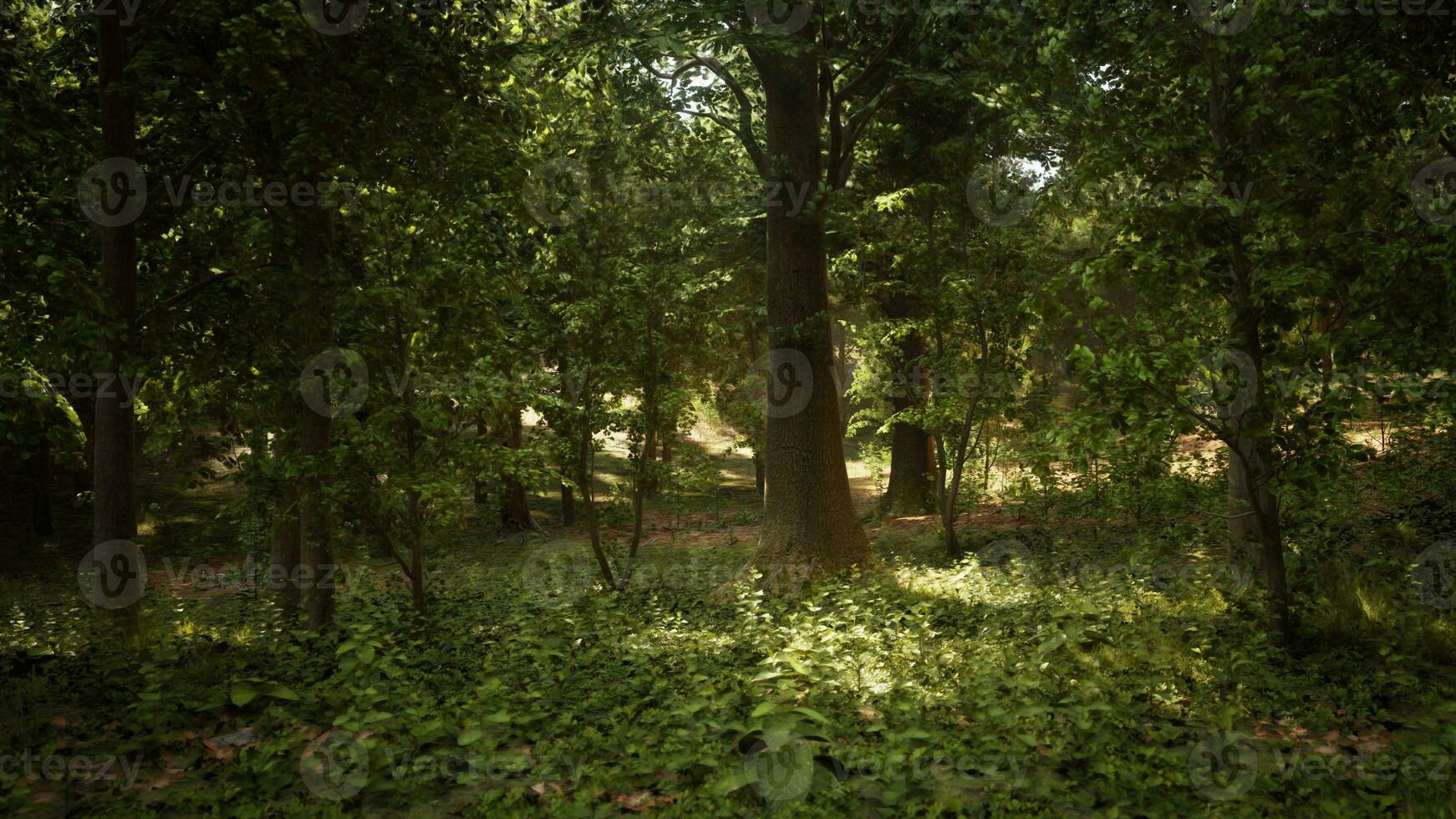 A lush green forest with towering trees photo