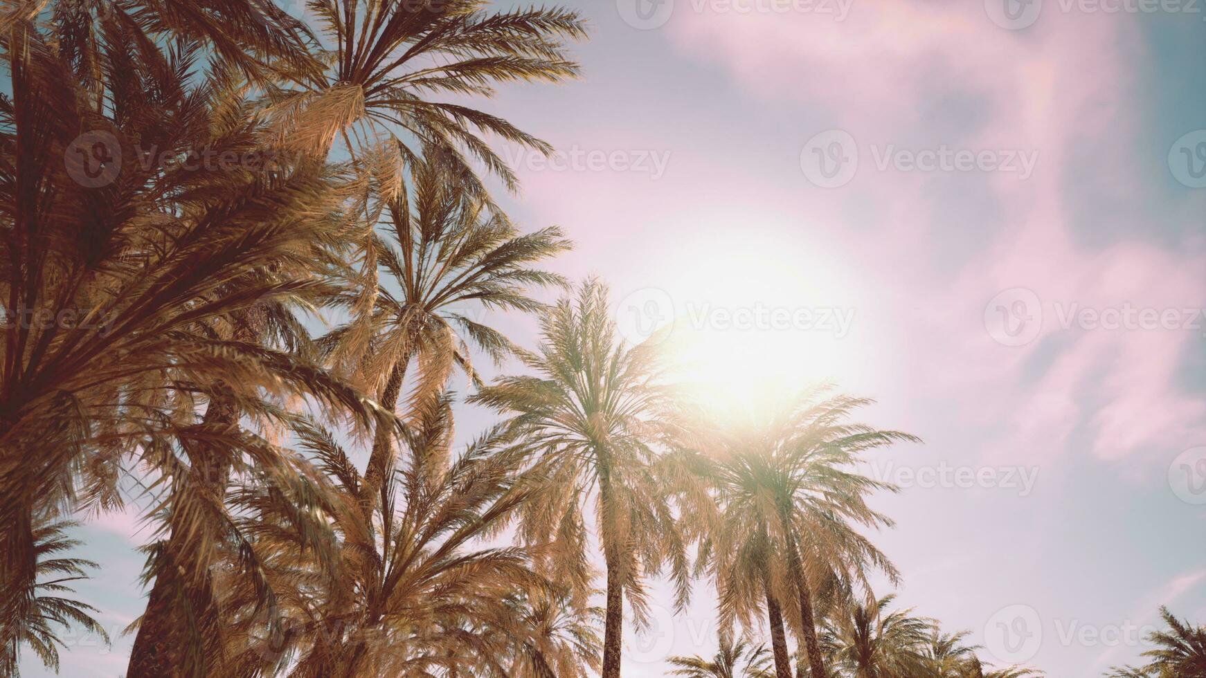 Palm trees vintage toned perspective view to the sky photo