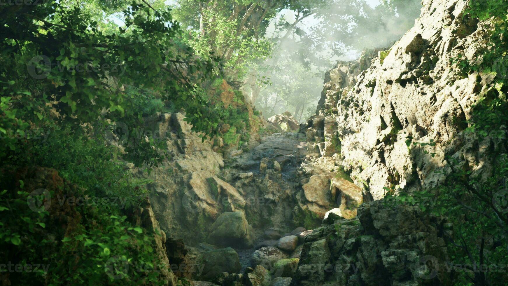 A stream running through a lush green forest photo