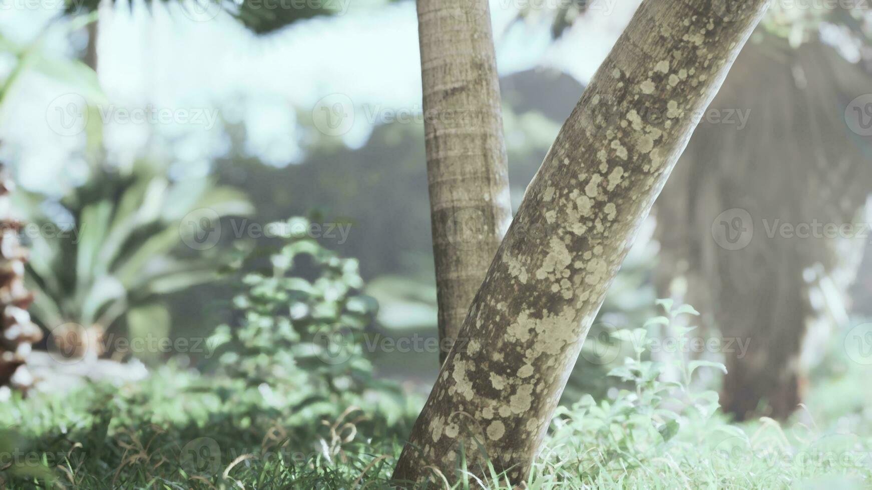 Green leaves of a palm tree in the park photo