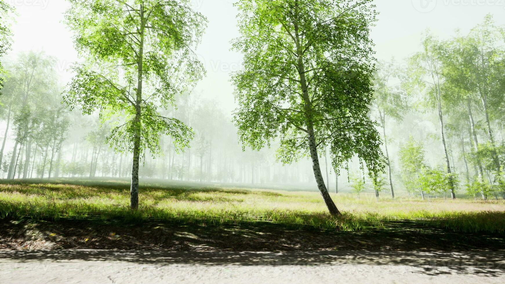 Sunset or dawn in a spring birch forest with bright young foliage photo