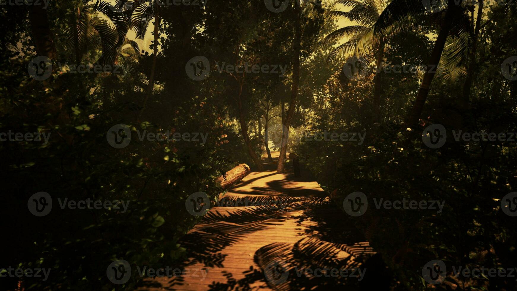 Traversing a mist-covered pathway in the midst of the forest photo