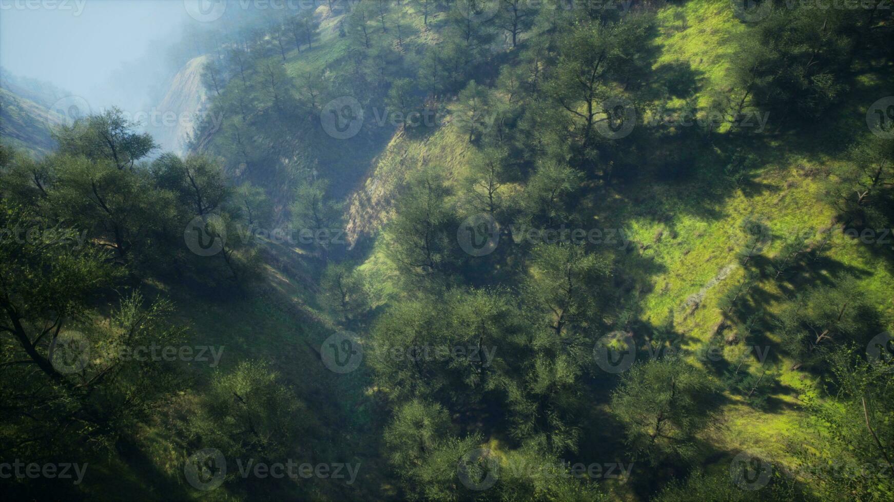 dramatic scenic fog in pine forest on mountain slopes photo