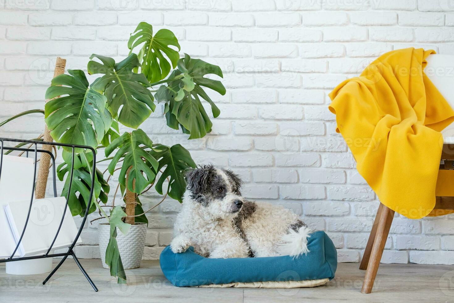 cute dog lying in pet bed in cozy light living room interior photo