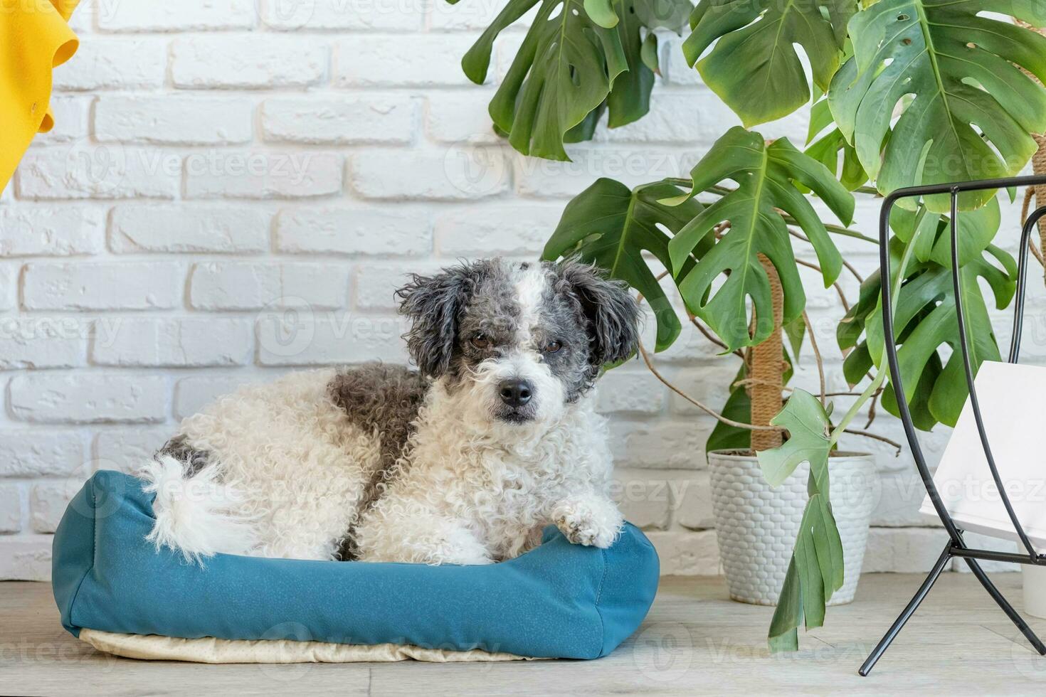 cute dog lying in pet bed in cozy light living room interior photo