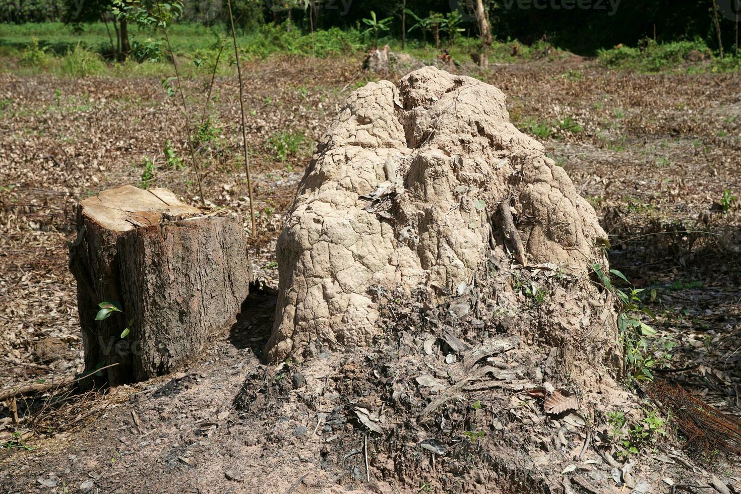 Termites nest next to trees. photo