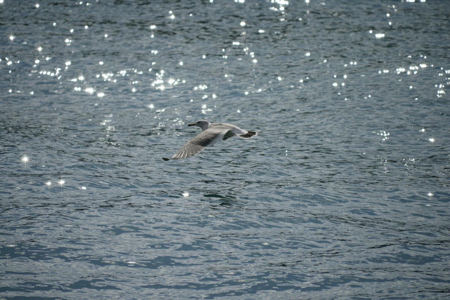 a seagull skimming the surface of the sea in search of a meal photo