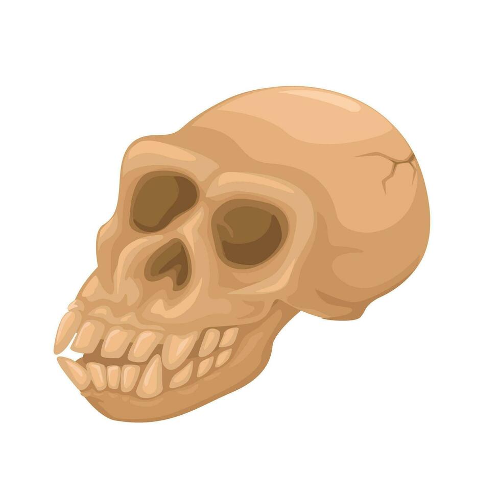Human Ancient Or Monkey Skull Bone Symbol illustration Vector