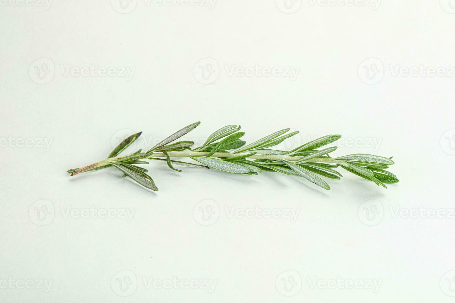 Rosemary branch - organic spicy herb photo