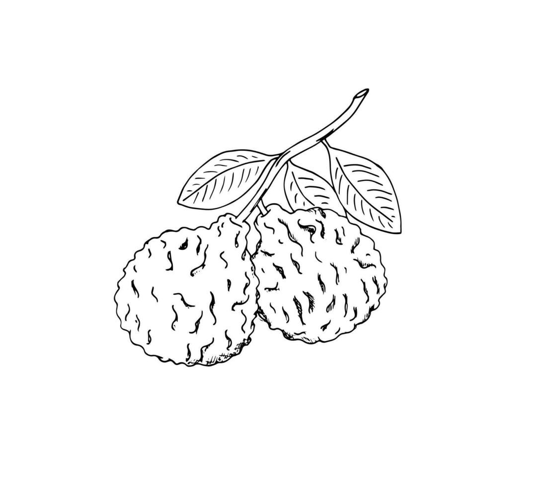 Hand-drawn bergamot branch scetch. Bergamot fruits with leaves. Isolated vector illustration of citrus fruit.