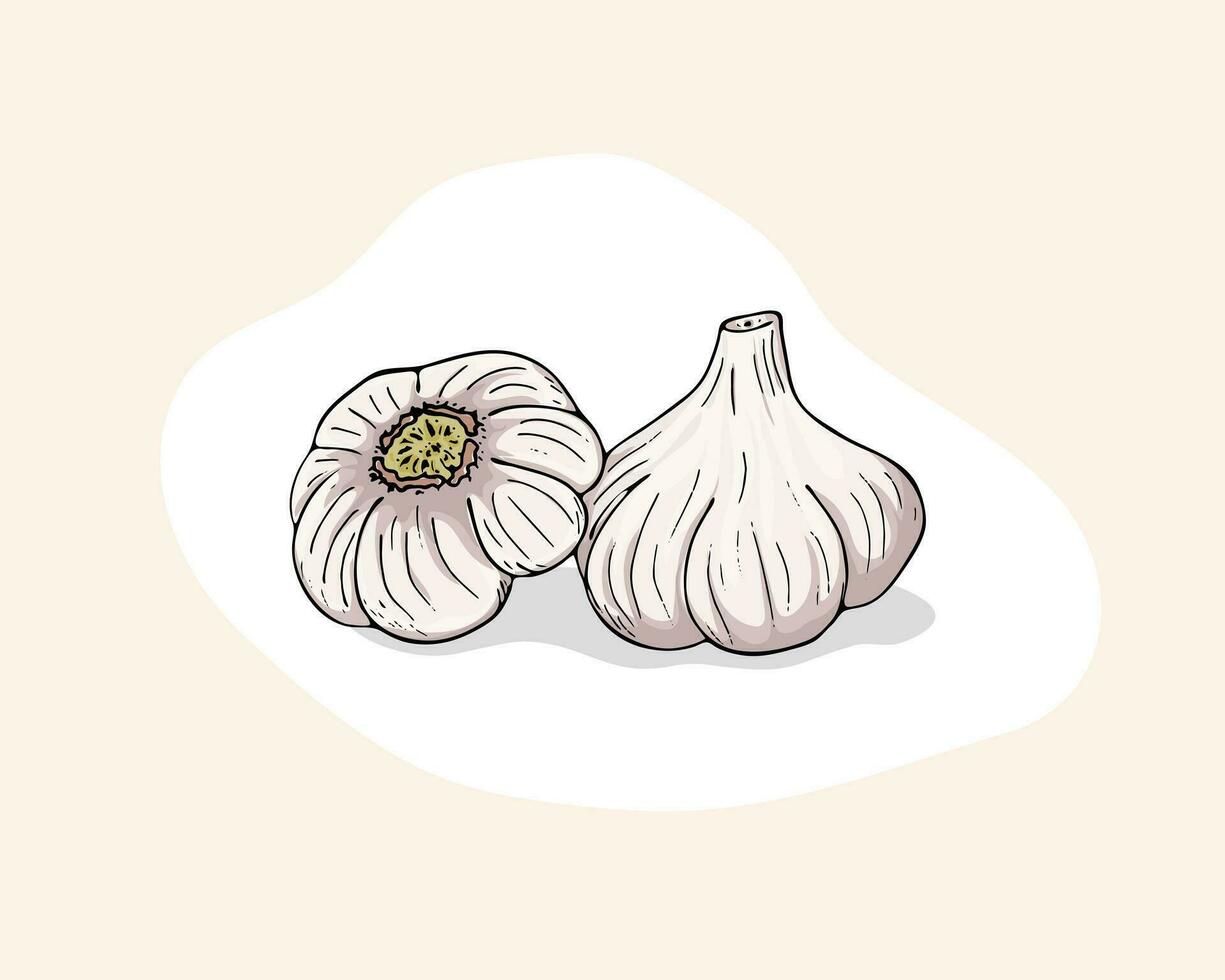 Vector color illustration of garlic. Garlics isolated on white background. Vegetable Icon. Garlic hand drawn vector illustration set.