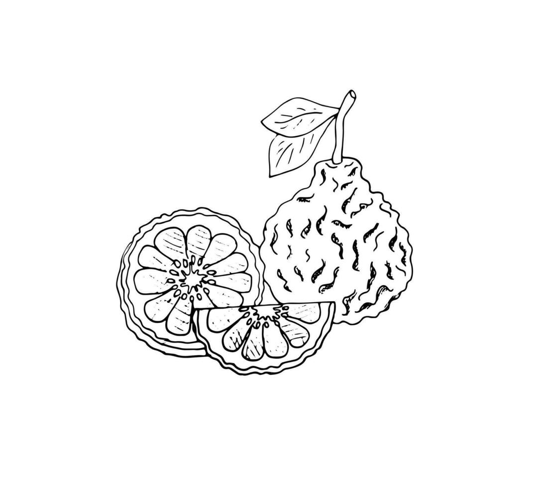 Bergamot vector hand-drawn sketch. Isolated illustration of citrus fruit with slices. Isolated vector illustration on white background.