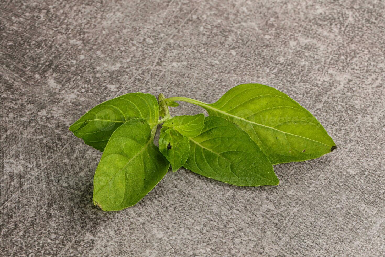 Raw green basil leaves seasoning photo