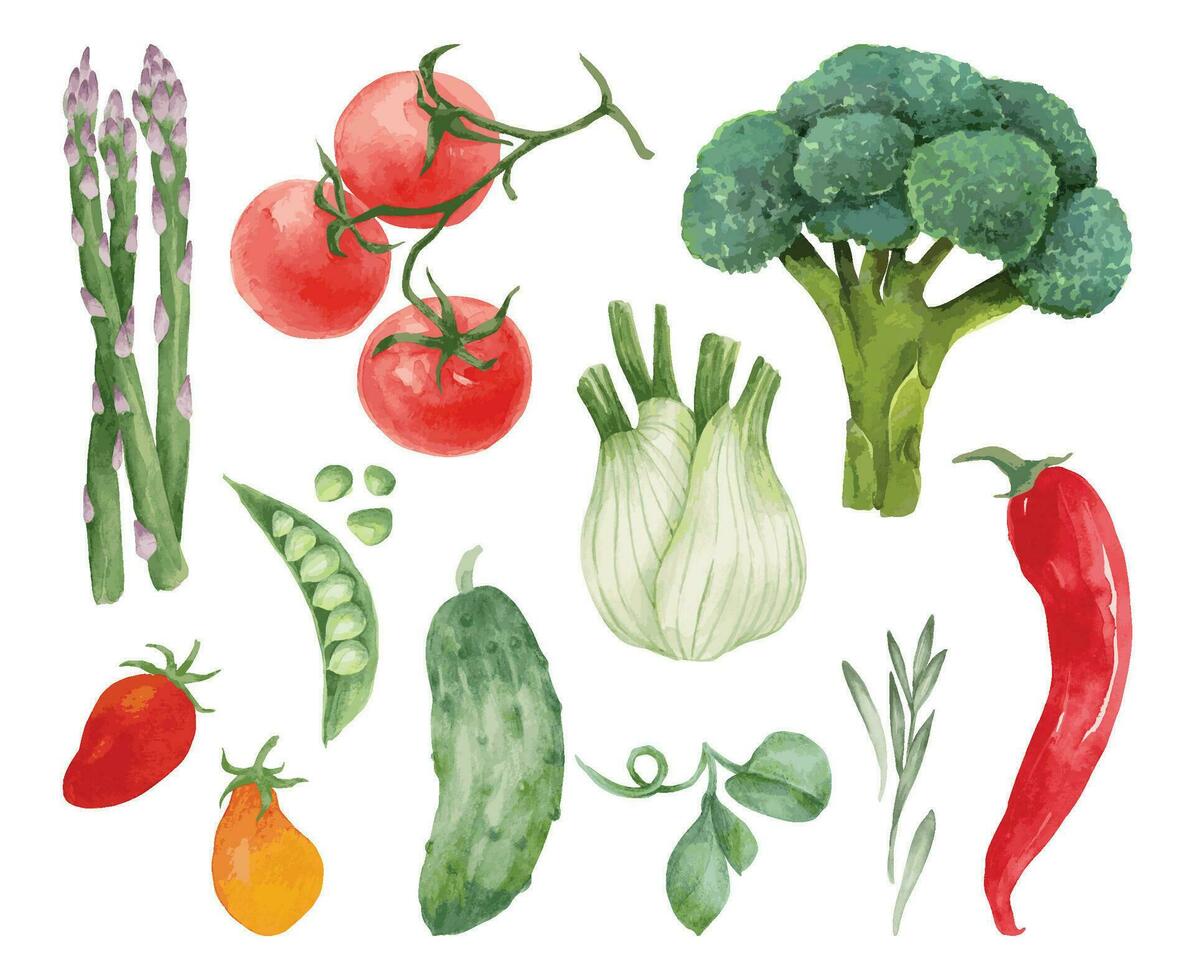 conjunto de varios vegetales. acuarela vistoso vegetales para culinario Blog, bandera, social medios de comunicación correo, como ingredientes ilustraciones para sano y vegetariano comidas, recetas, impresión. vector