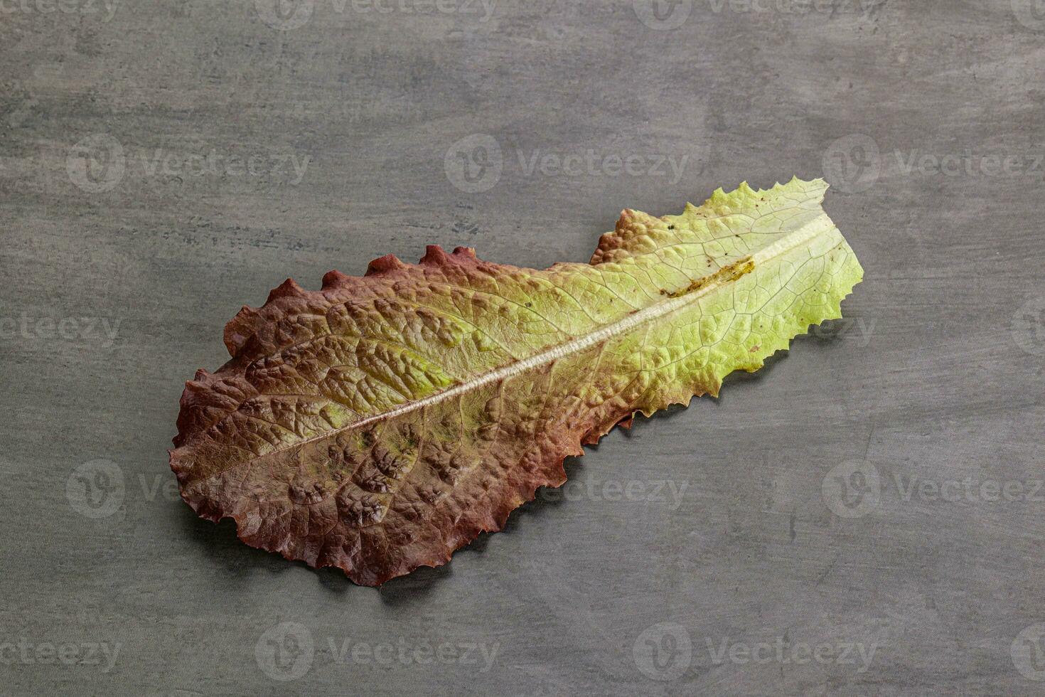 Green lettuce salad leaf isolated photo