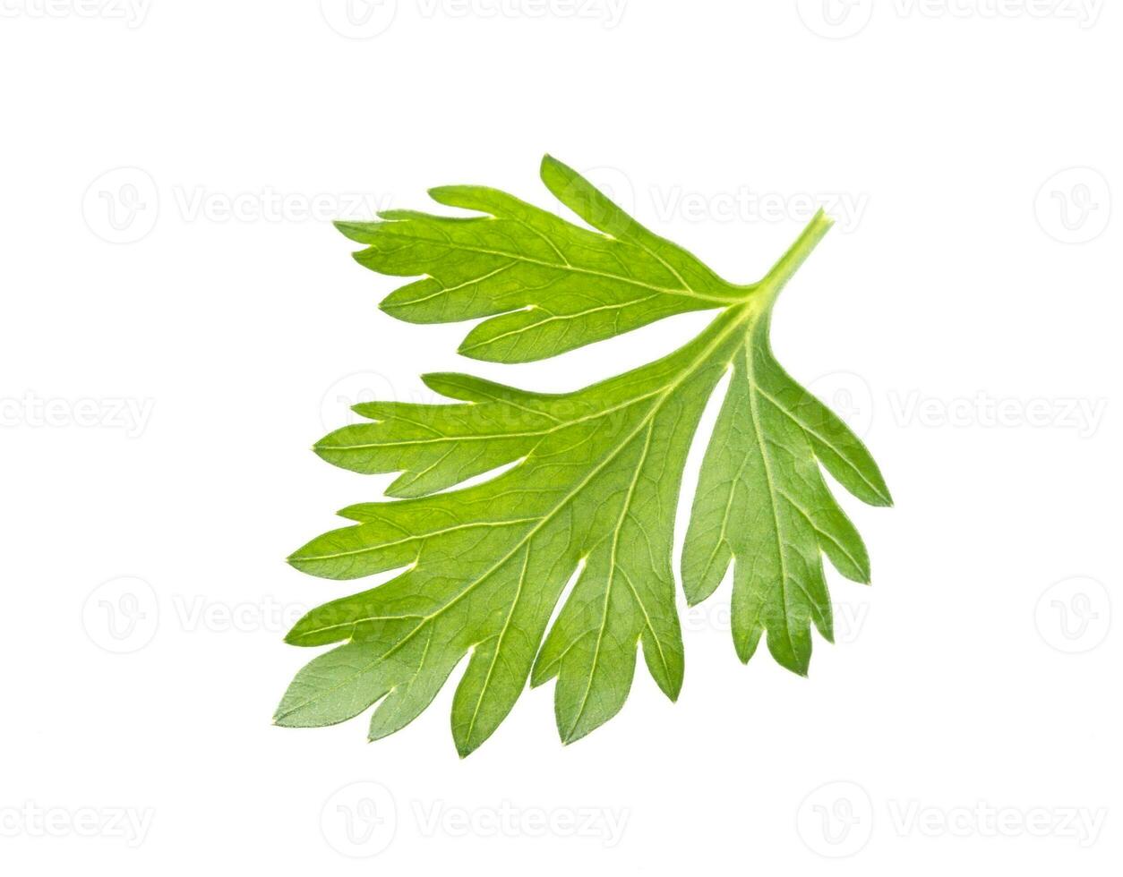 Parsley leaf isolated on white background photo