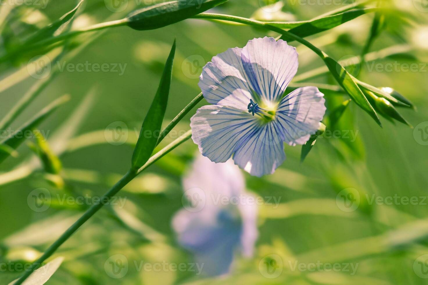 Blue flax flowers on a sunny day. Flax flower and green leaves. photo