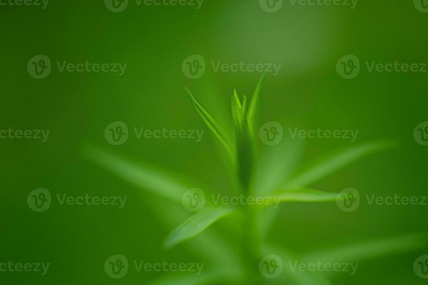 delicado pétalos de linaza planta, Delgado focal parte y desenfocado verde césped. un planta es creciente. foto