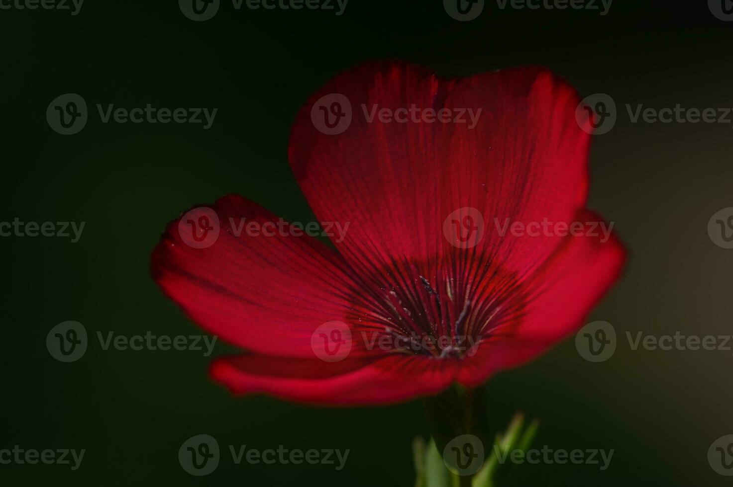 Red flax flower on a dark background. Macro photo of nature.