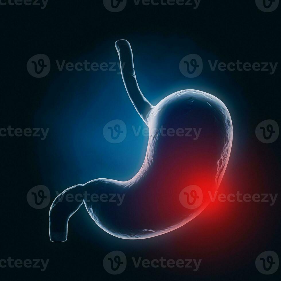 Human Stomach Anatomy Internal Organ X-Ray View with Red Zone of Pain. 3d Rendering photo