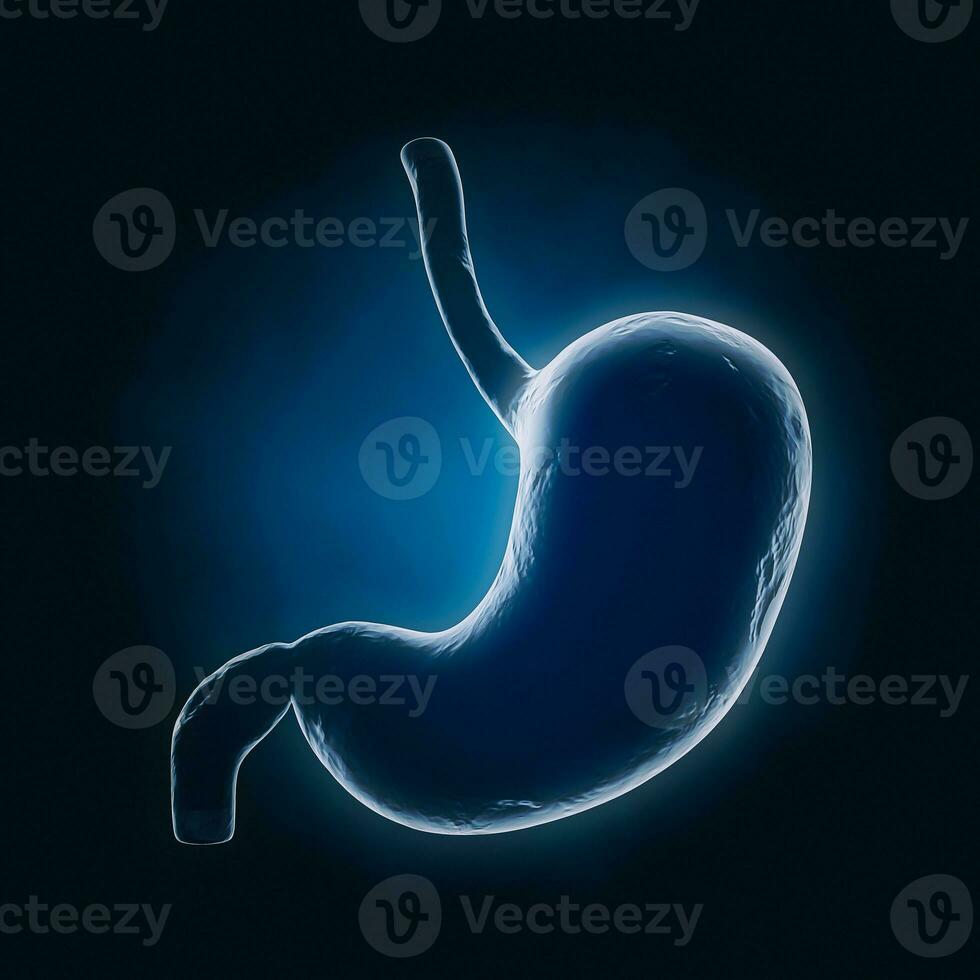 Human Stomach Anatomy Internal Organ X-Ray View. 3d Rendering photo