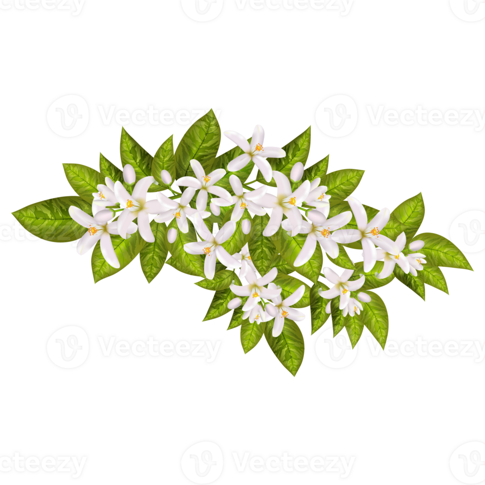 Orange spring flowers. png