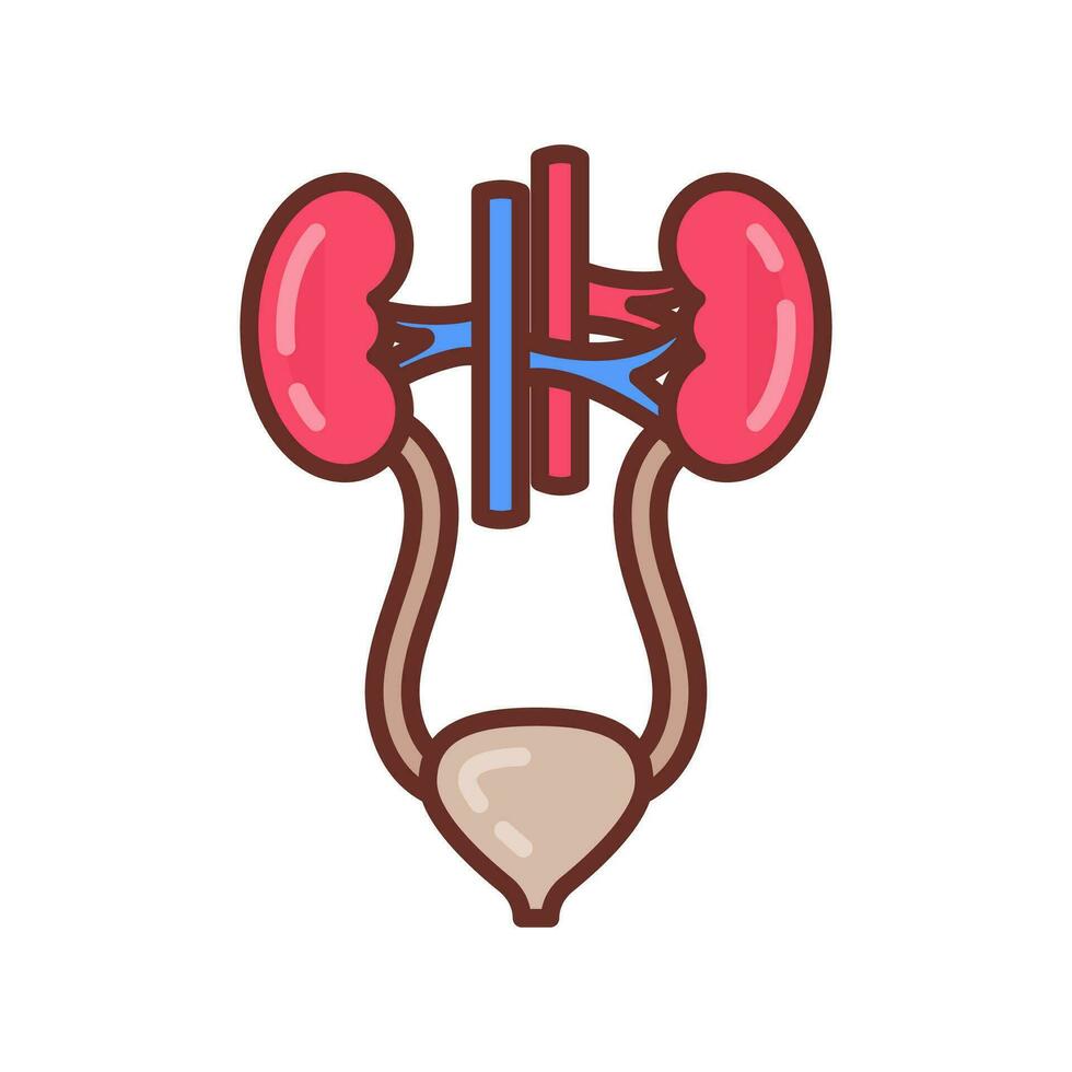 Urinary System icon in vector. Logotype vector